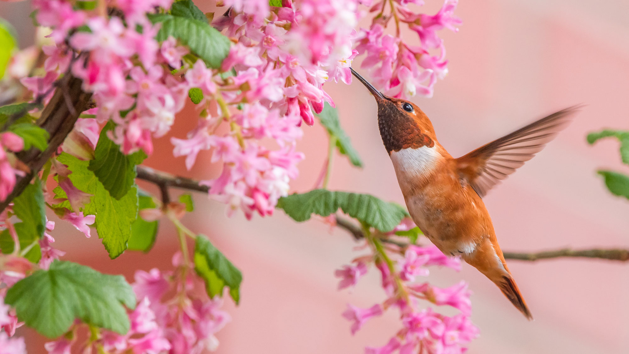 hummingbird flying to flowering currant in backyard