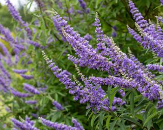 Chaste tree – Vitex agnus-castus