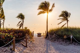 Floridian beach in Miami with a sandy pathway leading to the ocean, and palm trees with the sun peeking through.