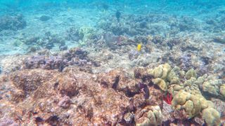 An underwater scene snapped by TG writer Dan Bracaglia while snorkeling in Hawaii showing coral and a variety of small fishes