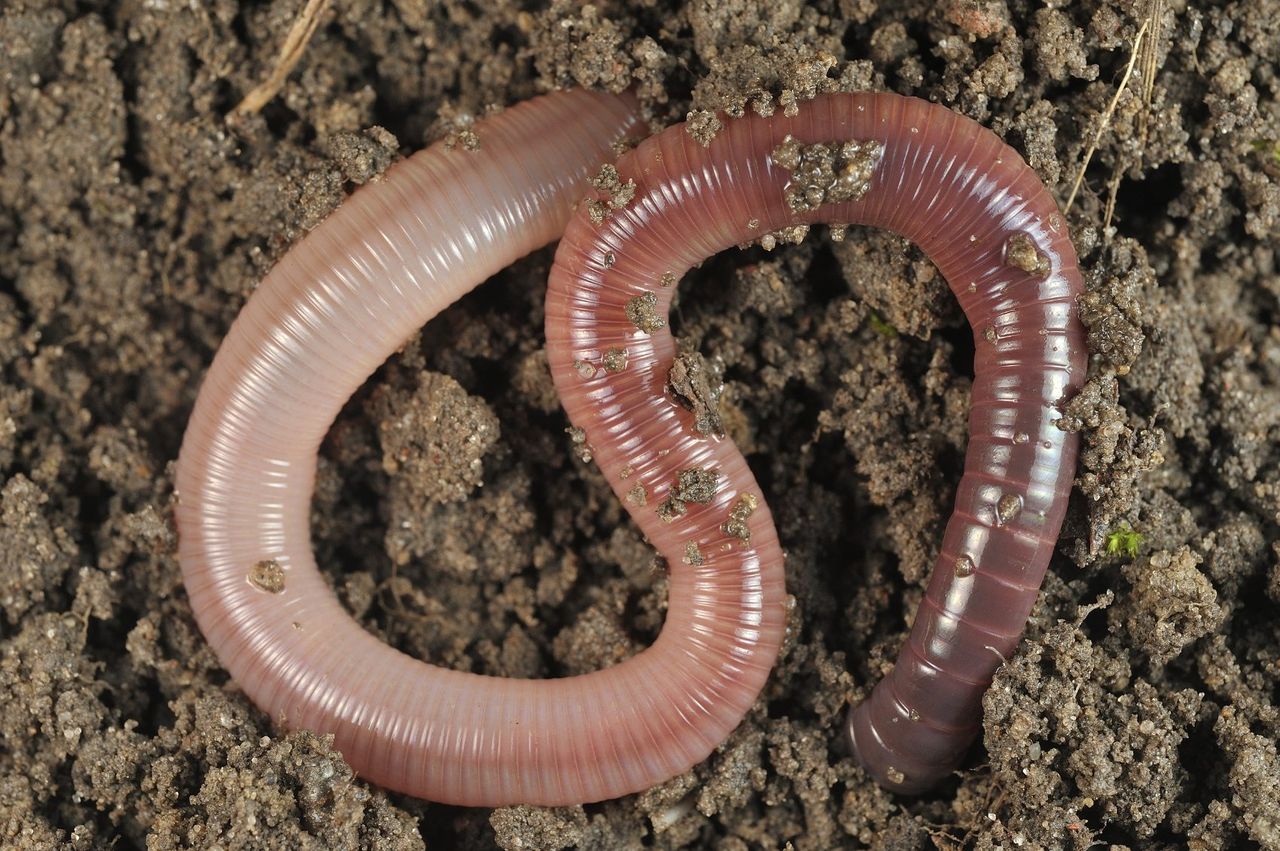 Worm On Soil