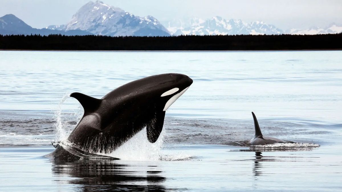 Killer Whale 