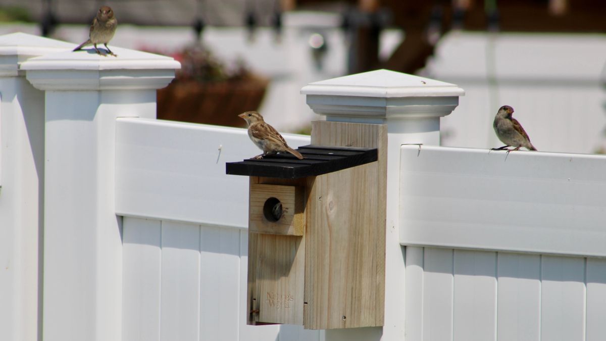 How to attract birds into your garden this winter | Tom's Guide