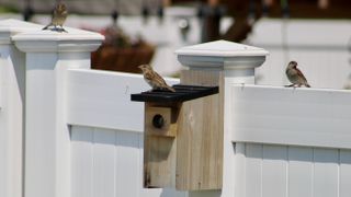 A bird house fixed to a fence, with three birds nearby