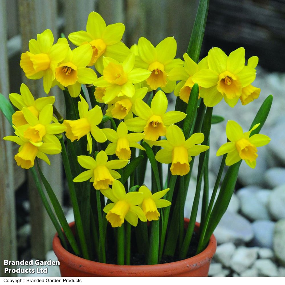 Narcissus &#039;tete-A-Tete&#039;