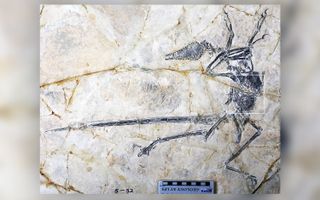 The new Cretaceous lizard species was found in the abdomen of a Microraptor fossil (indicated by the white rectangle).