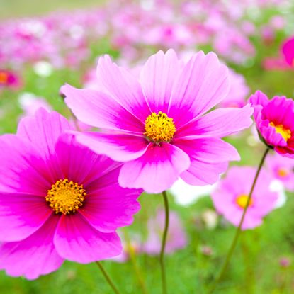 bright cosmos flowers with two tone pink petals