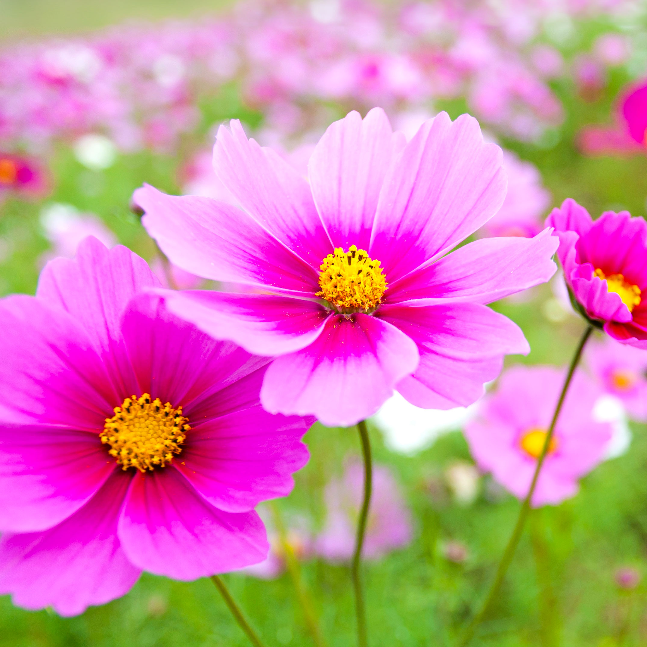 bright cosmos flowers with two tone pink petals