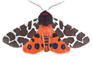 guide to identifying british moths