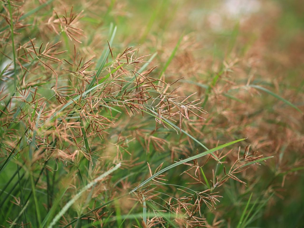 Sedge Lawn Weeds