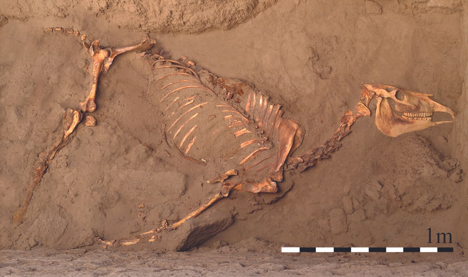 3,000-Year-Old Horse Got A Human-Style Burial | Live Science