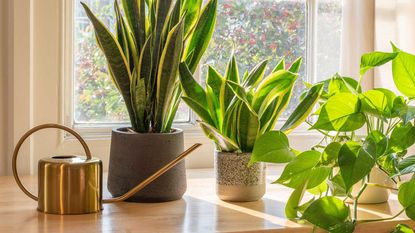 snake plants and pothos on window sill with watering can