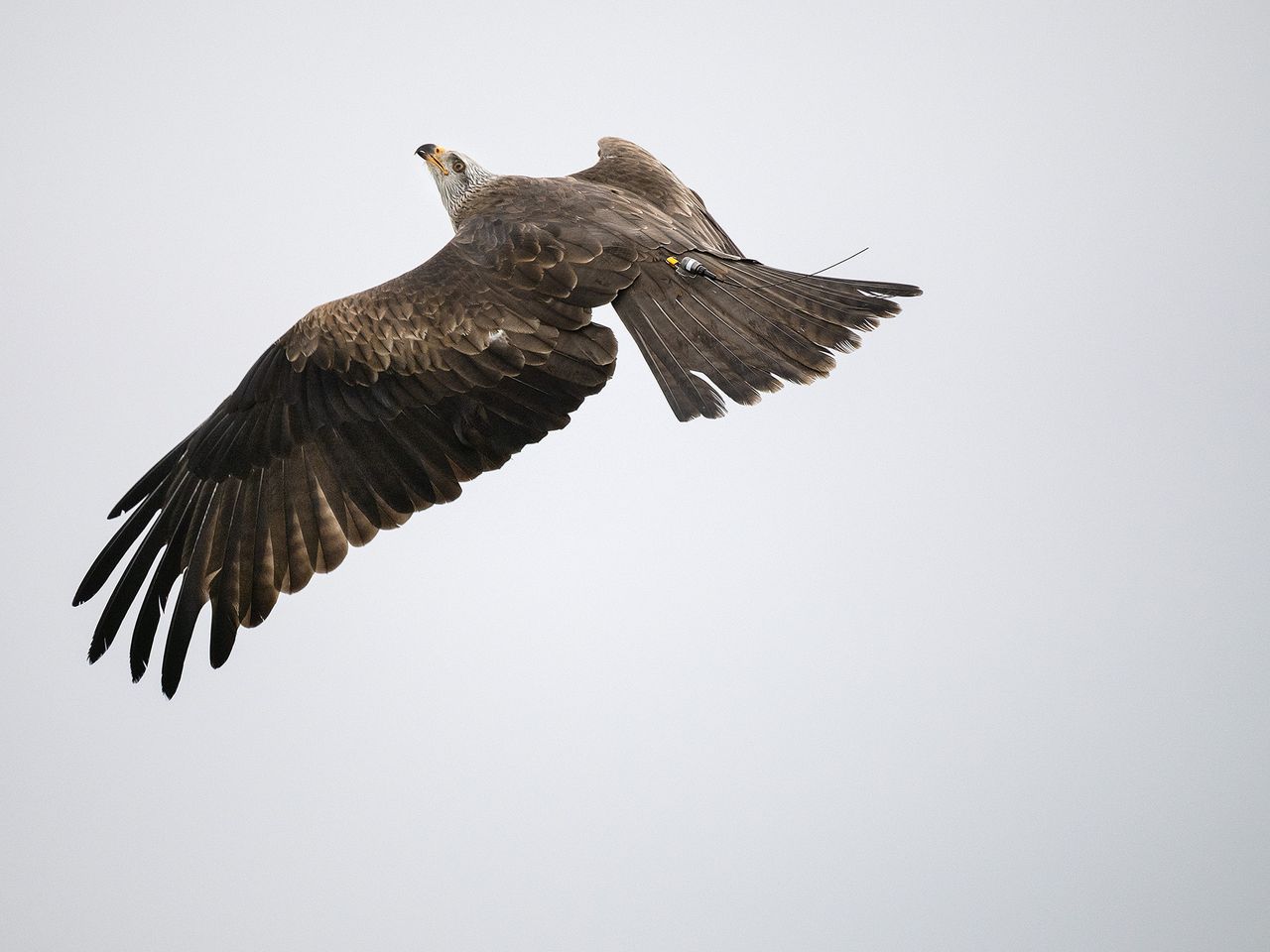 Kite at Hawk Conservancy Trust, Hampshire, against gray sky