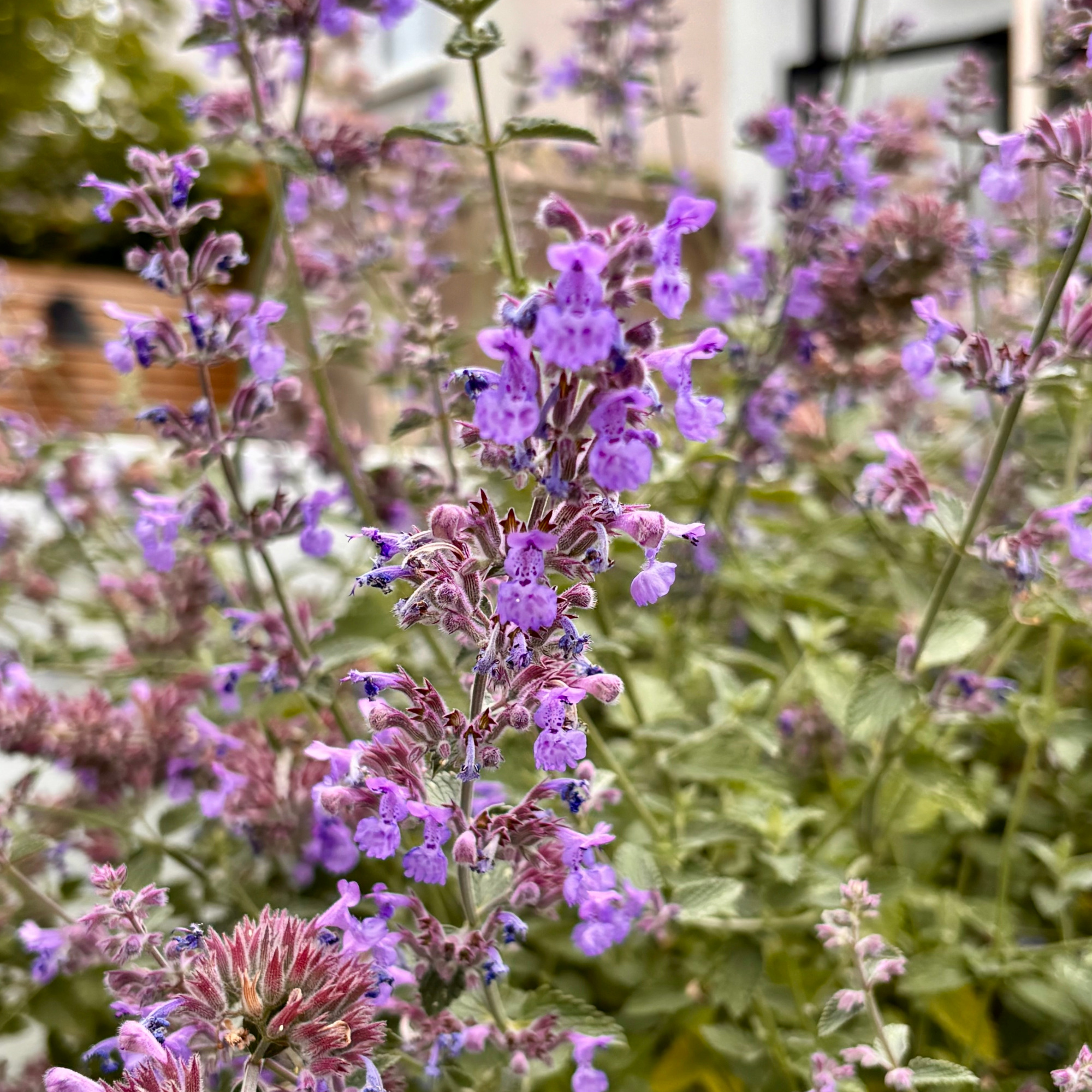 catmint close up