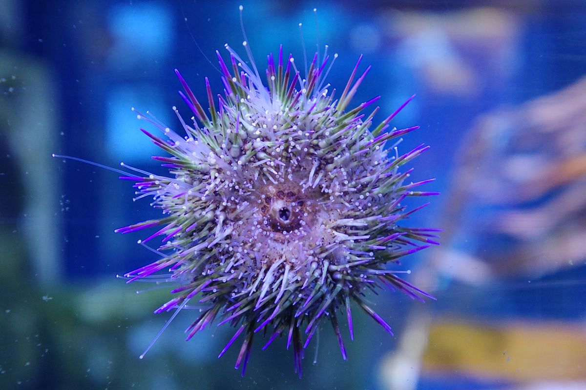 A shot of a sea anemone taken with the Pentax K-3 III camera, f/2.8, 1/13, ISO 1600