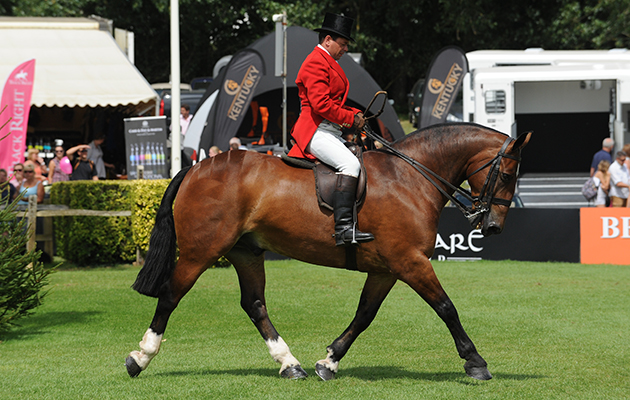 STARRY NIGHT exhibited by ROBERT WALKER and owned by CAMILLA NEAME during The Supreme Cob Championship at The Longines Royal International Horse Show in West Sussex, UK between 29 July and 3 August 2014