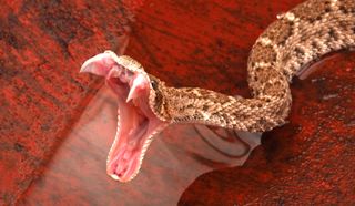 western diamondback rattlesnake bite