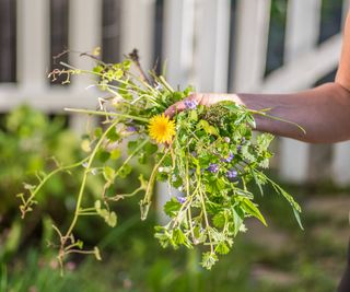 Woman's hand holding a mix of dandelions and other weeds