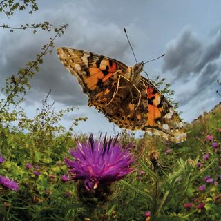 Painted Lady butterfly in flight captured by Dr John H Brackenbury ©2018 British Wildlife Photography Awards