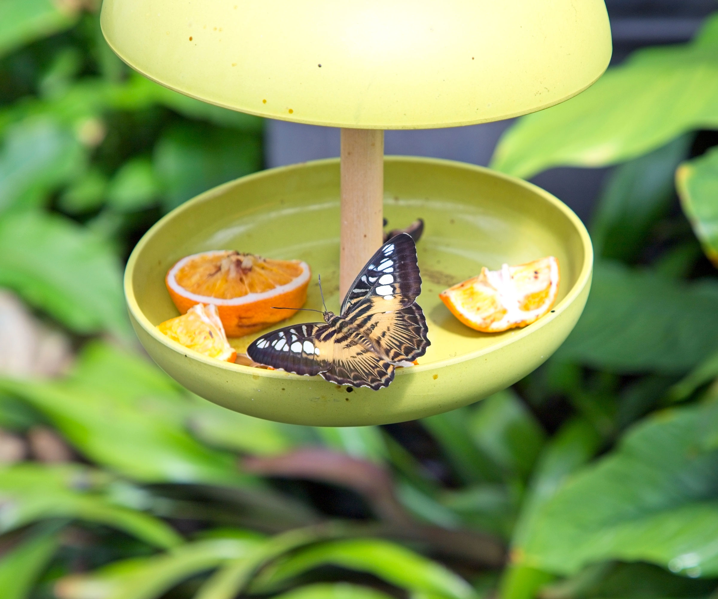 butterfly feeding on orange slices in green hanging plastic feeder in garden