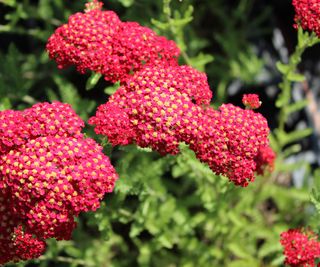 yarrow flowering in garden border