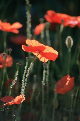 how to grow poppies: field poppies
