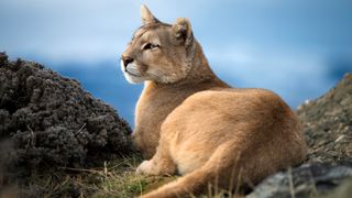 Mountain lion resting