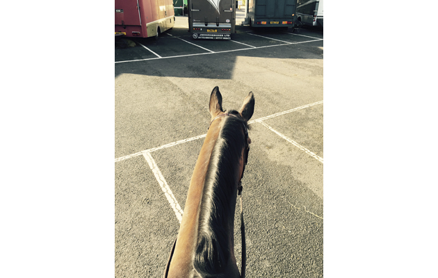 Lesley Ross HOYS2