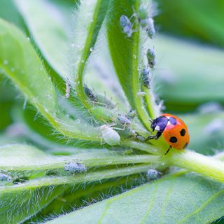 Ladybird and aphids on plant leaves and stem