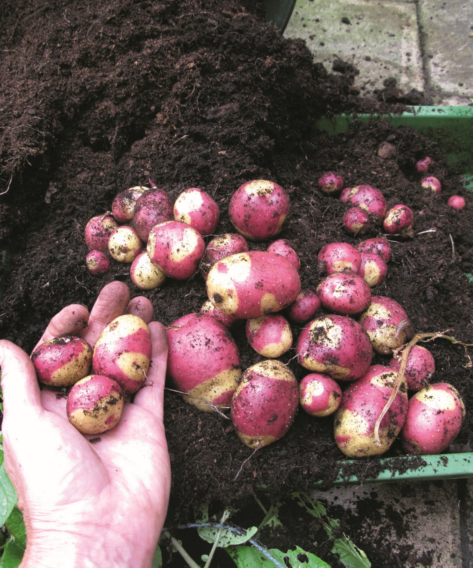 Best potato varieties 12 top crops for your vegetable patch Homes