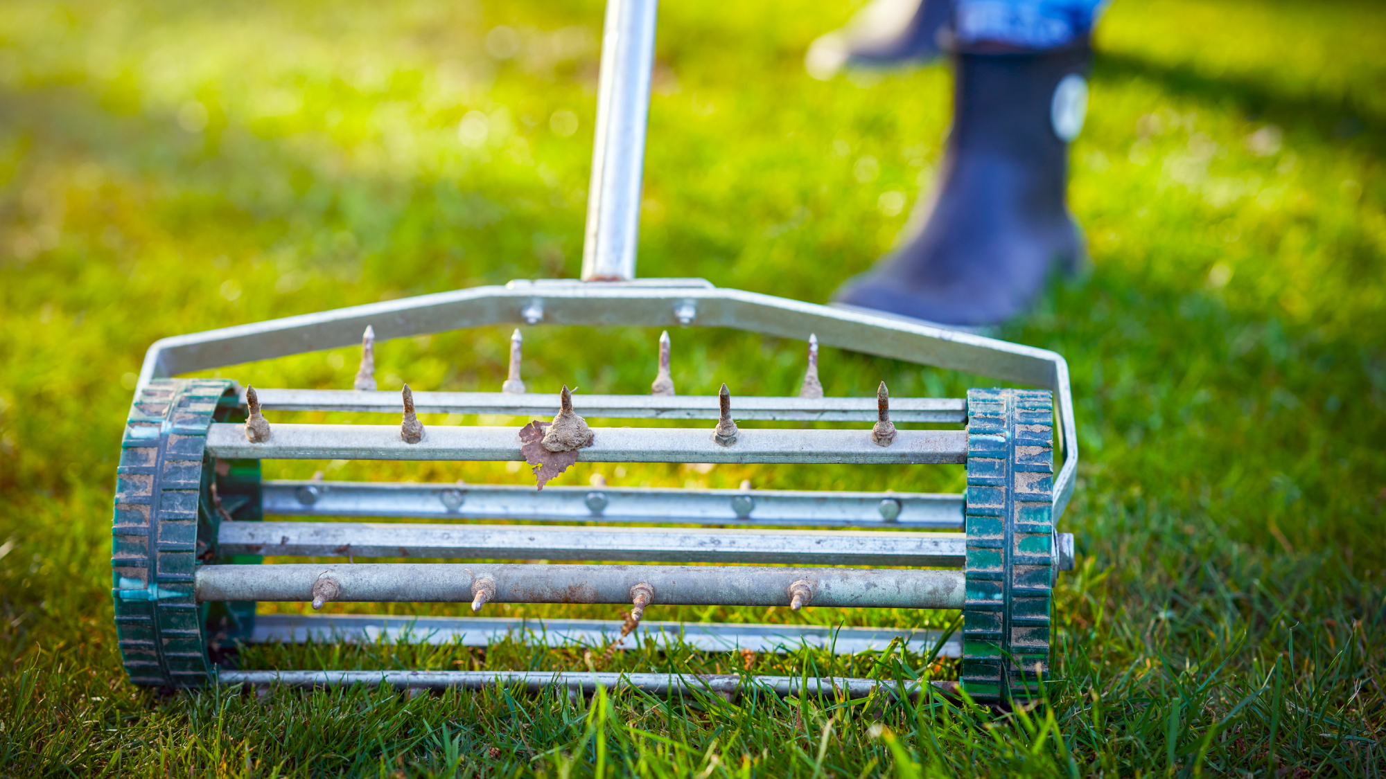 grass aerator being used to aerate lawn to improve moisture and nutrient and air supply to lawn roots