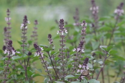 Blue Spice Basil Plants