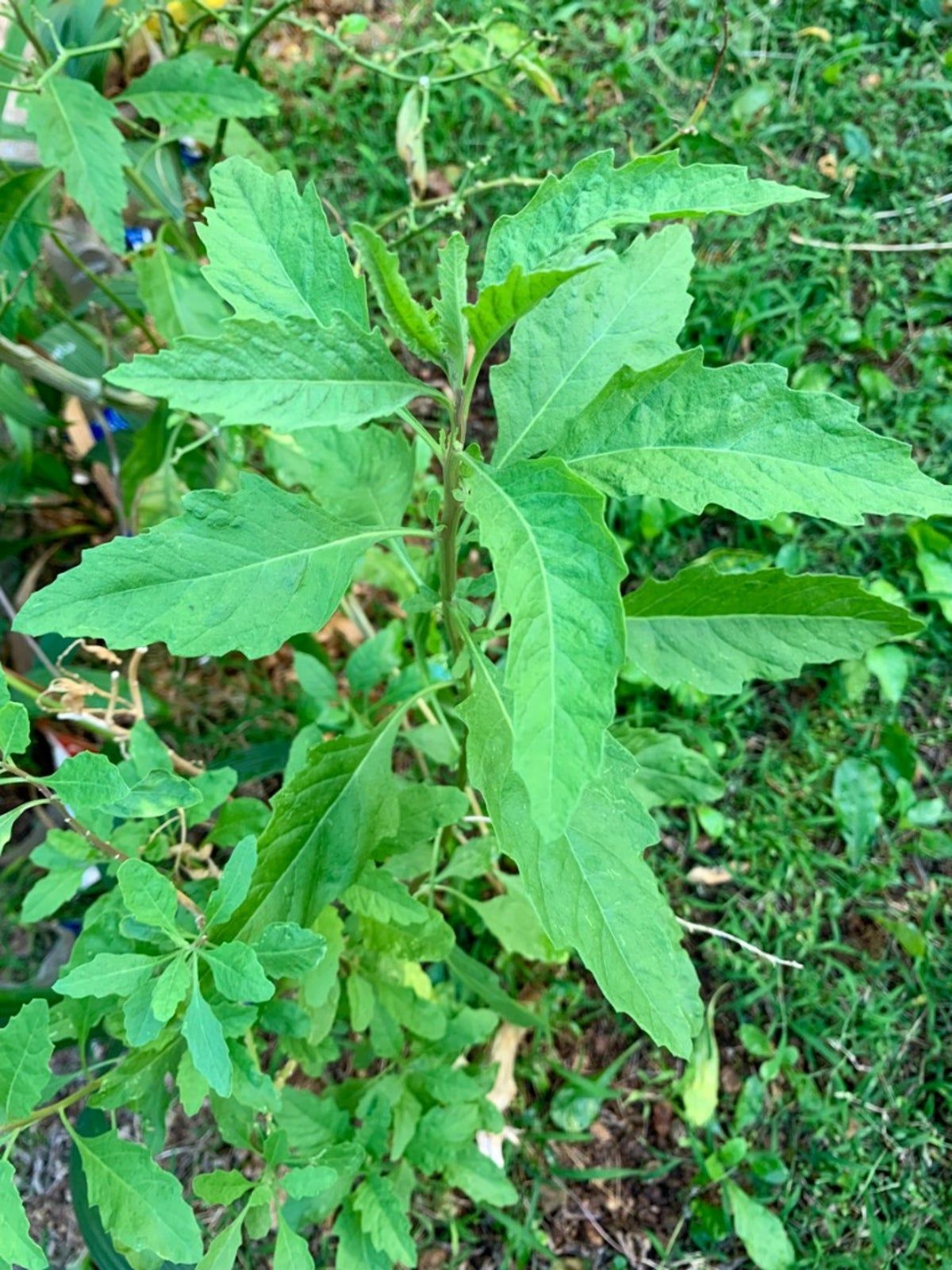 Leafy Green Epazote Herbs