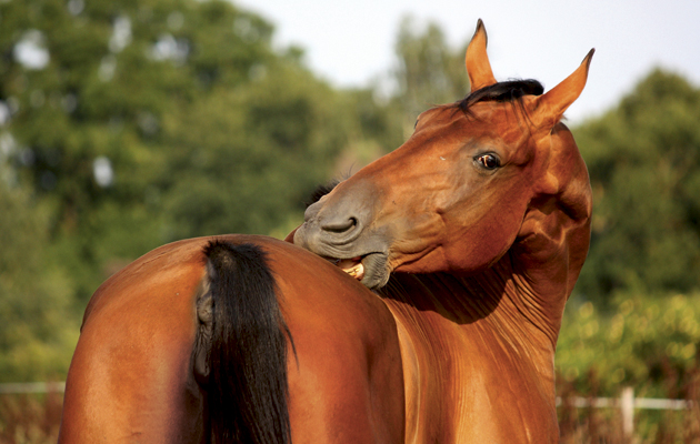 Funny brown horse scratching itself on the pasture
