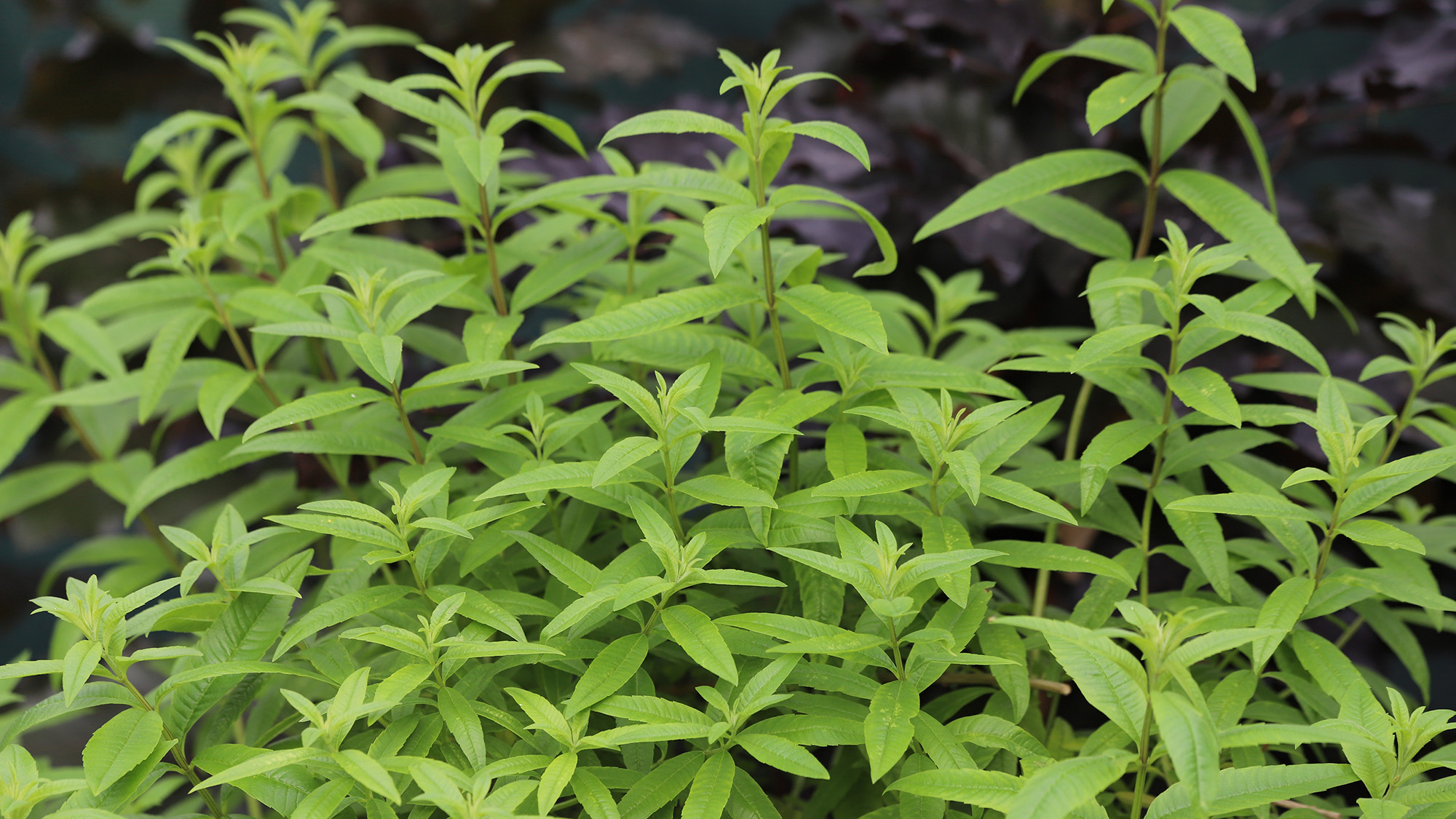 Lemon Verbena