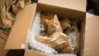Ginger cat in moving box