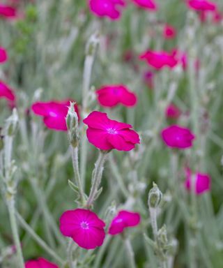 pink flowers and silver foliage of Lychnis coronaria