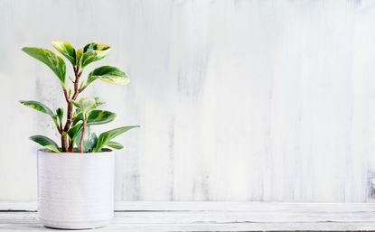 10 Low Maintenance Plants For Indoor Gardening | Livingetc