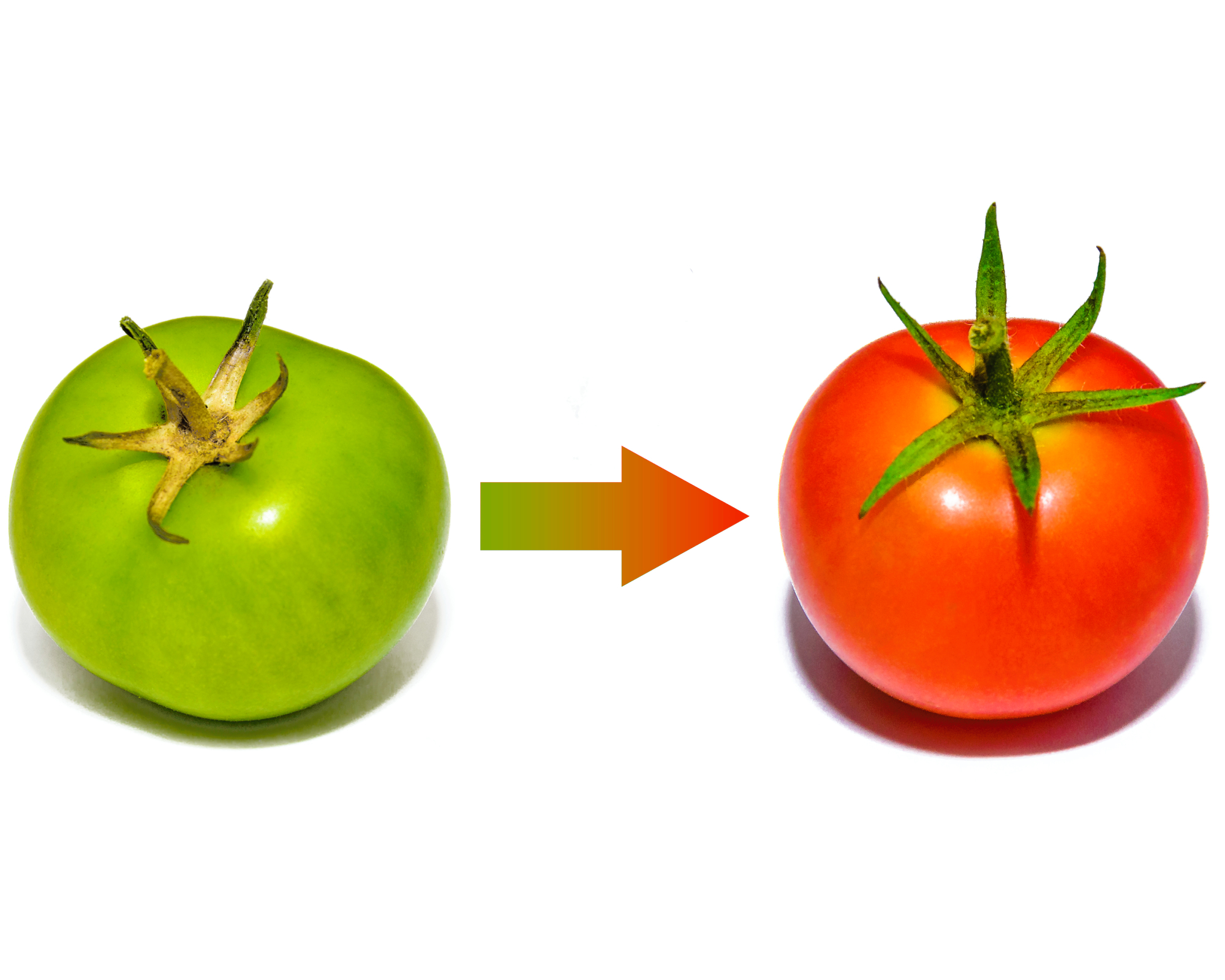 Two fresh tomatoes at different ends of ripening, one green tomato, one red tomato, spaced close together and joined by arrow to signify the transformation from unripe to ripe