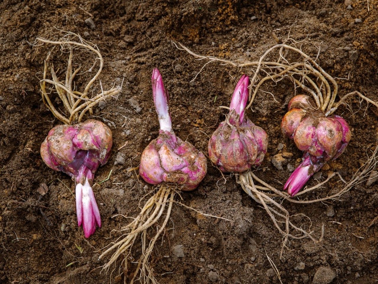 Lily bulbs in the dirt