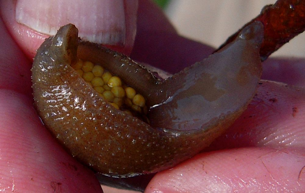 A newly identified species of the North American leech, Placobdella kwetlumye plays the role of a parent.