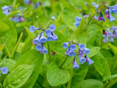 Virginia Bluebell Flowers