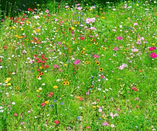 Wildflowers in a meadow