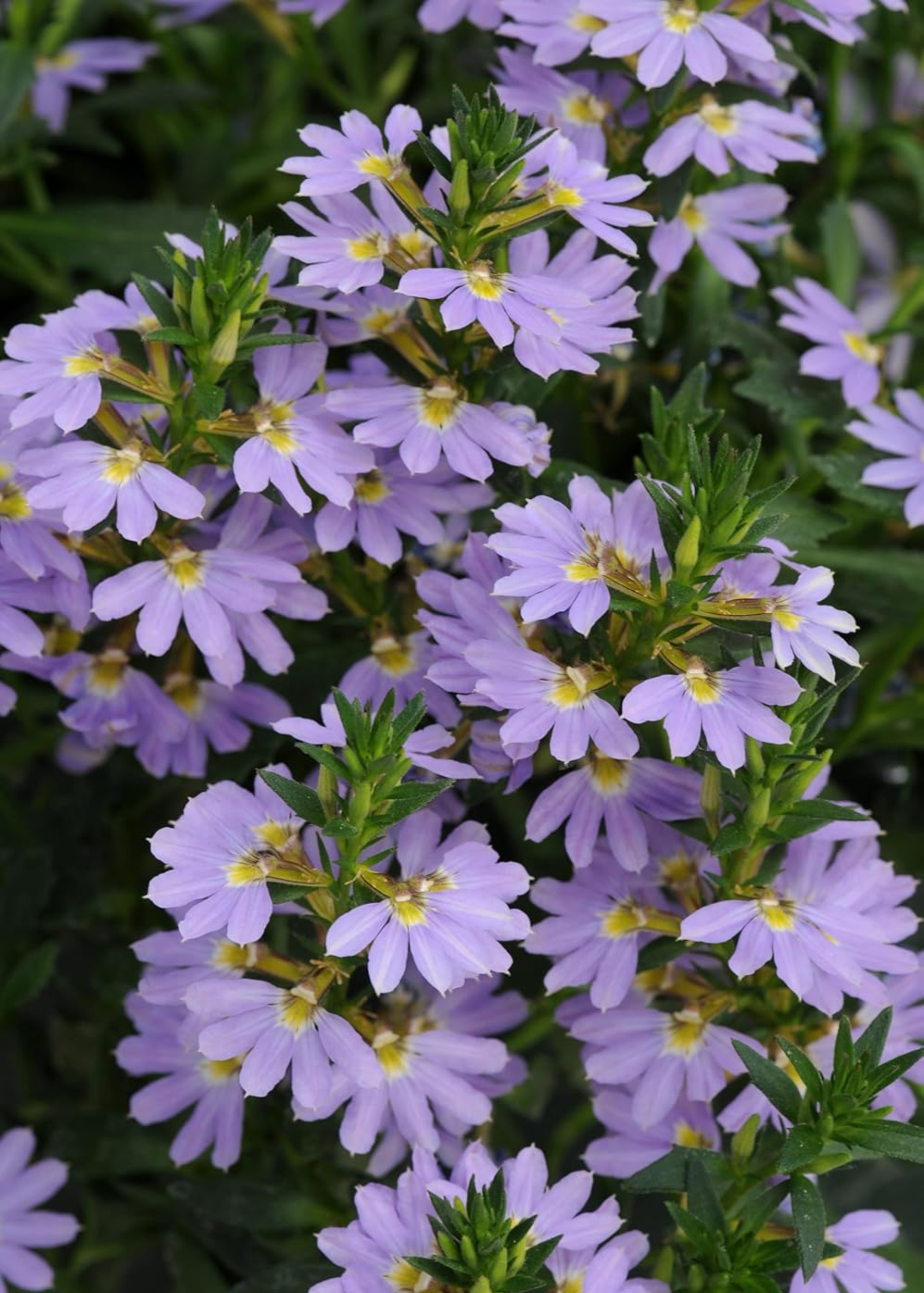 A close-up of purple fan flowers