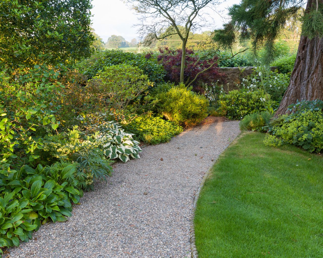 shade loving plants in a border including hostas