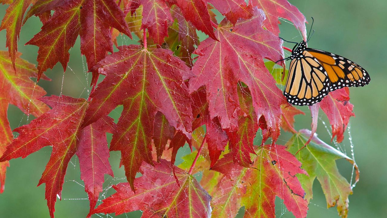 red leaves of silver maple with butterfly