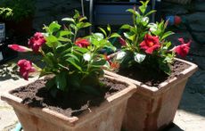 Two Potted Dipladenia Plants