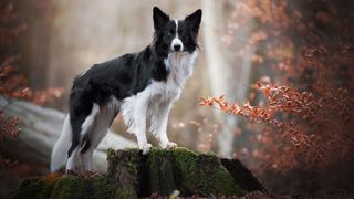 facts about border collies