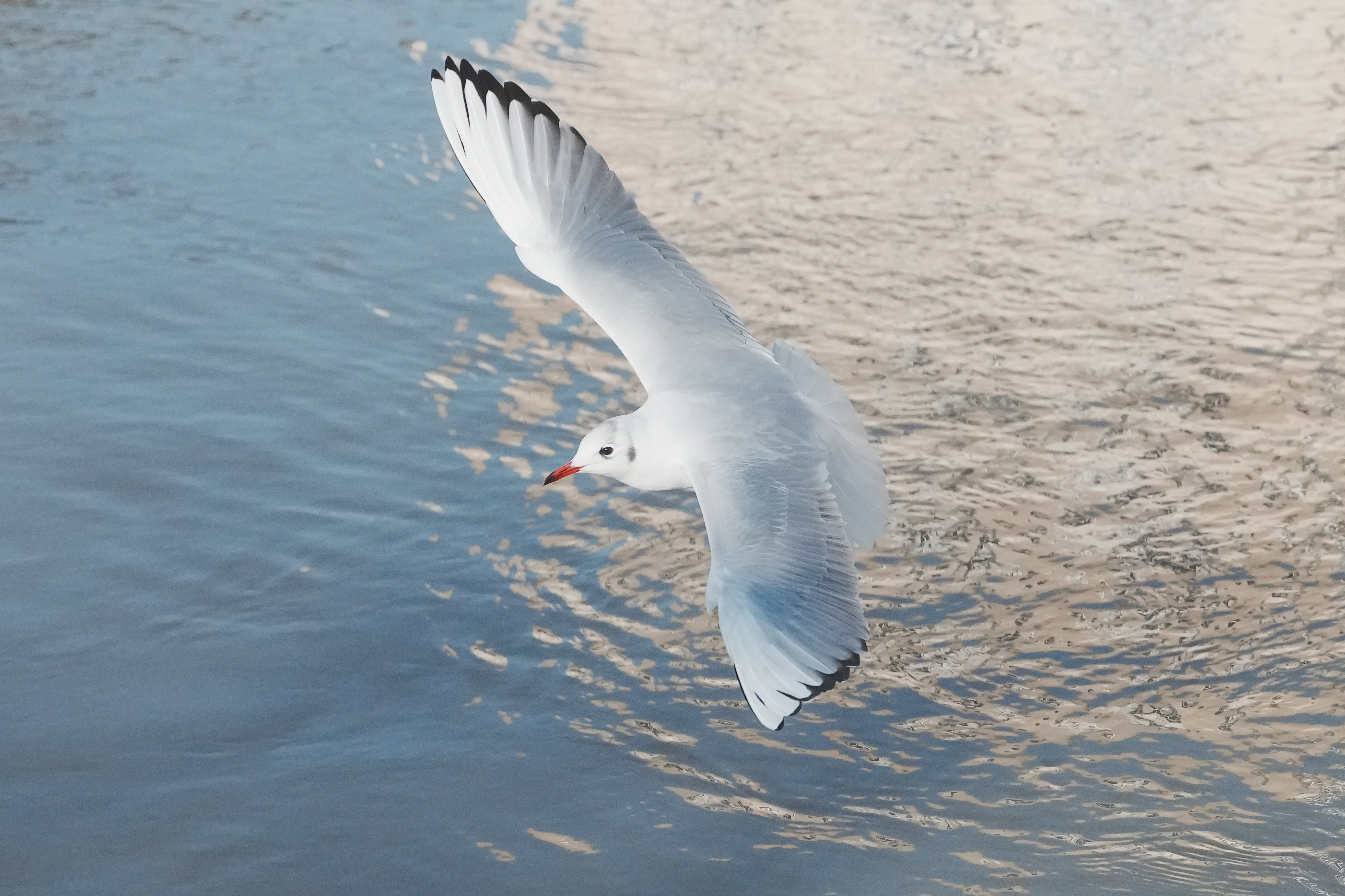 A photo of a seagull flying, taken on a Sony A1 II mirrorless camera and with a Sony FE 28-70mm F2 GM lens