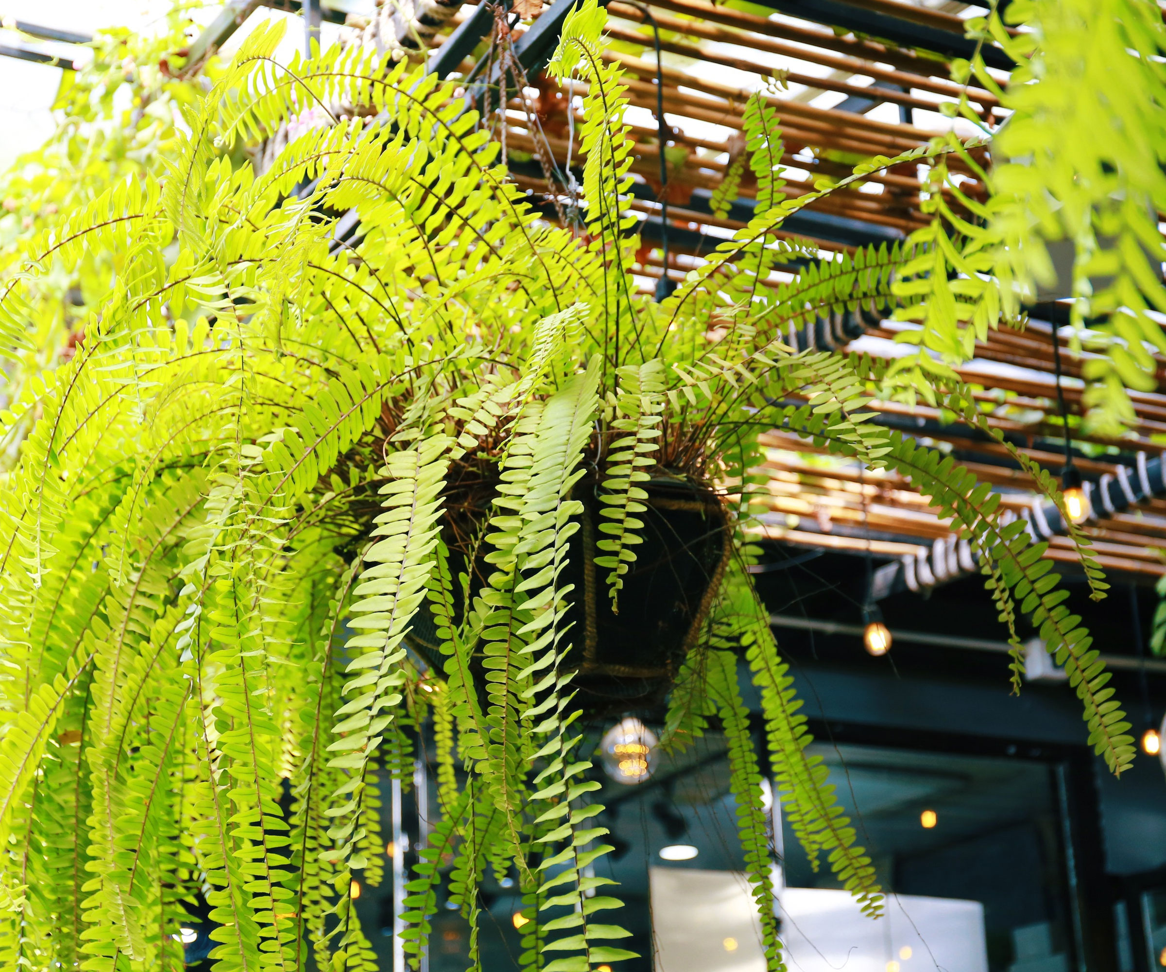 Boston ferns in hanging baskets